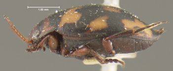 Media type: image;   Entomology 23926 Aspect: habitus lateral view